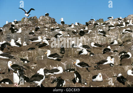 Black-Browed Albatros, Diomedea Melanophris Verschachtelung Kolonie, Erwachsener im Flug, Drake-Passage in der Antarktis Stockfoto