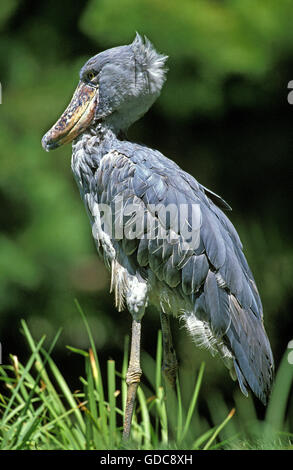 Schuhschnabel Störche oder Whale-Headed Storch, balaeniceps Rex Stockfoto