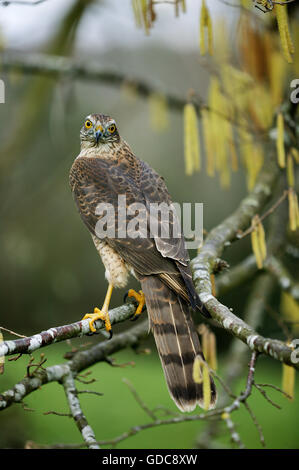 Europäische SPARROWHAWK Accipiter Nisus, Erwachsene ON BRANCH Stockfoto