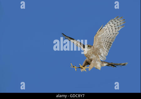 Europäische SPARROWHAWK Accipiter Nisus, Erwachsene IN FLIGHT Stockfoto