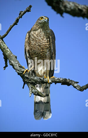 Europäische Sparrowhawk Accipiter Nisus, Erwachsene auf Zweig, Normandie Stockfoto