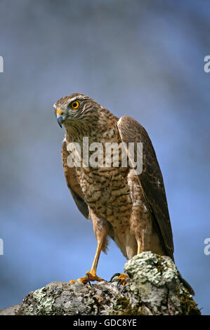 Europäische Sparrowhawk Accipiter Nisus, Normandie Stockfoto