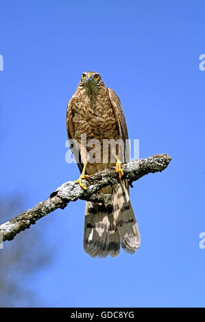 Europäische Sparrowhawk Accipiter Nisus auf Zweig, Normandie Stockfoto