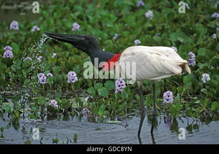 JABIRU-Storch Jabiru Mycteria, Erwachsene trinken, PANTANAL IN Brasilien Stockfoto