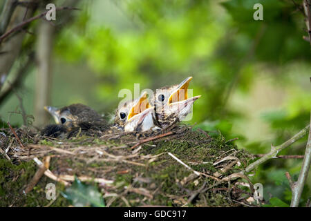 Singdrossel, Turdus Philomelos, Küken im Nest bitten um Nahrung, Normandie Stockfoto