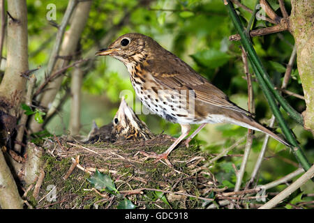 Singdrossel, Turdus Philomelos, Erwachsene Fütterung Küken im Nest, Normandie Stockfoto