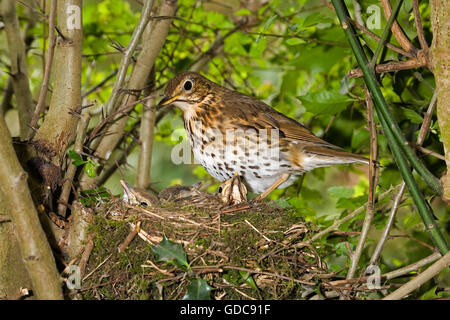 Singdrossel, Turdus Philomelos, Erwachsene mit Küken im Nest, Normandie Stockfoto