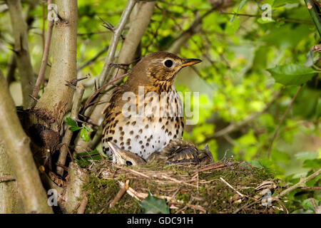 Singdrossel, Turdus Philomelos, Erwachsener und Küken im Nest, Normandie Stockfoto