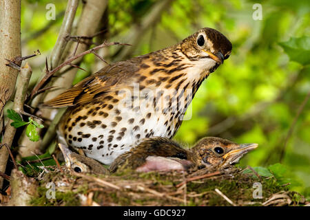 Singdrossel, Turdus Philomelos, Erwachsene mit Küken im Nest, Normandie Stockfoto