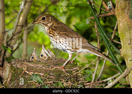 Singdrossel, Turdus Philomelos, Erwachsene mit Küken im Nest, Normandie Stockfoto