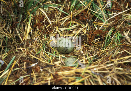 Great Skua, Stercorarius Skua, Eiern im Nest, Antarktis Stockfoto