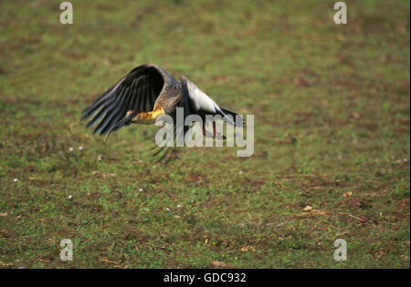 Buff Necked Ibis, Theristicus Caudatus, Erwachsenen während des Fluges, Pantanal in Brasilien Stockfoto