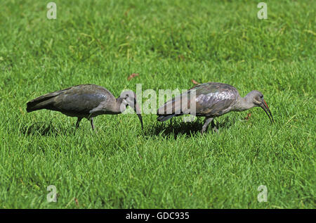 Hadeda Ibis Bostrychia Hagedash, Erwachsene auf Rasen, Krügerpark in Südafrika Stockfoto