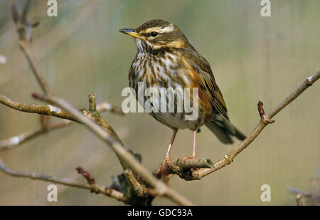 Rotdrossel überrannt, Turdus Iliacus, Erwachsene auf Ast Stockfoto