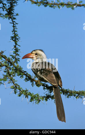 Rot in Rechnung gestellt HORNBILL Tockus Erythrorhynchus, Erwachsene thront IN Akazie, Kenia Stockfoto