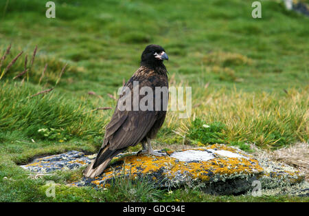 Gekerbten Caracara oder Forsters Caracara, Phalcoboenus Australis, Erwachsene auf Stein Stockfoto