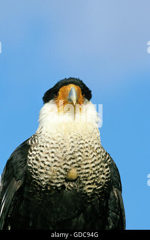 Crested Caracara, Caracara Plancus, Porträt von Erwachsenen, Pantanal in Brasilien Stockfoto