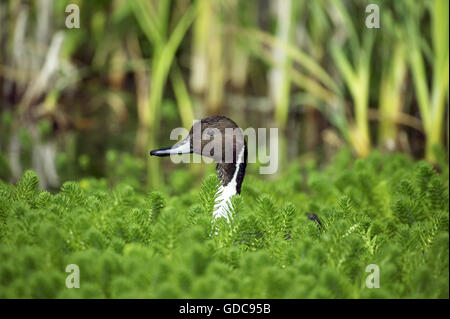 Nördlichen Pintail, Anas Acuta, Erwachsene im Teich, Normandie Stockfoto