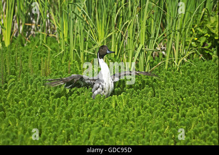 Nördlichen Pintail, Anas Acuta, Erwachsene im Teich, ausziehen, Normandie Stockfoto