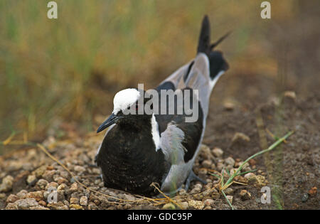 Schmied Regenpfeifer oder Schmied Kiebitz, Vanellus Armatus, Erwachsene auf Nest, Kenia Stockfoto