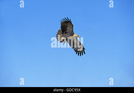 Tawny Adler, Aquila Rapax, Erwachsenen im Flug gegen blauen Himmel, Kenia Stockfoto