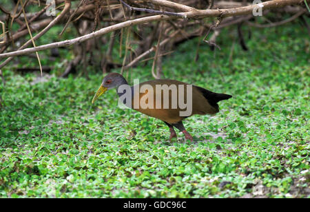 Riesen Holz-Rail, Aramide Ypecaha, Erwachsene im Sumpf, Pantanal in Brasilien Stockfoto