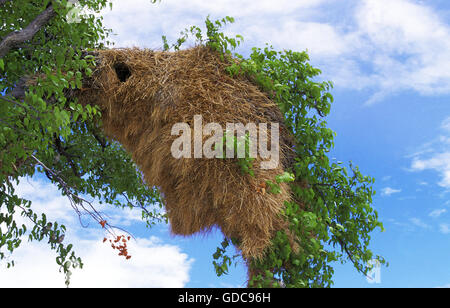 Gesellig Weaver, Philetairus Socius, Nest am Zweig, Namibia Stockfoto
