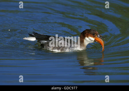 Zwergsäger, Mergus Albellus, weiblich mit Fisch im Schnabel Stockfoto