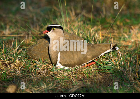 Schwarze Spitze Regenpfeifer, Vanellus Tectus, Erwachsene auf Nest, Kenia Stockfoto