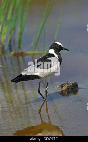 Schmied Regenpfeifer oder Schmied Kiebitz, Vanellus Armatus, Erwachsene im Wasser, Kenia Stockfoto