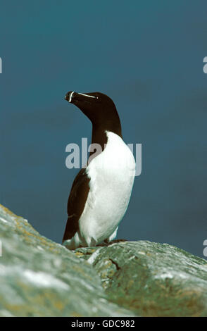 Gestochen in Rechnung gestellt Auk, Alca Torda, Erwachsene auf Rock, Schottland Stockfoto