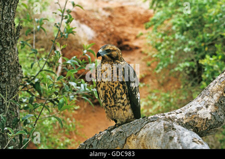 Galapagos-Falke, Buteo Galapagoensis, Erwachsener, Galapagos-Inseln Stockfoto