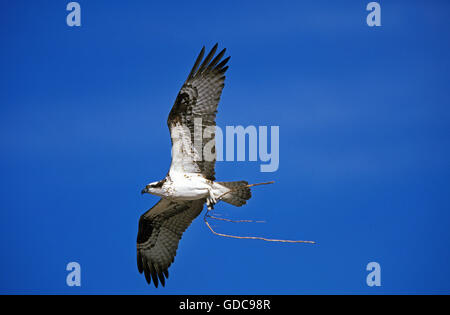 Fischadler, Pandion Haliaetus, Erwachsene im Flug, mit Verschachtelung Material in Klauen, Mexiko Stockfoto