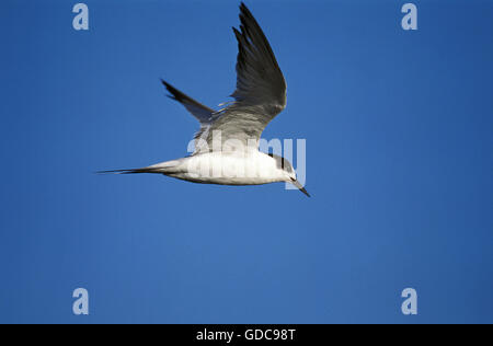 SEESCHWALBE Sterna Hirundo IN WINTER GEFIEDER, NAMIBIA Stockfoto