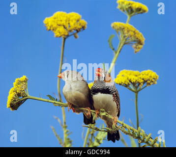 Zebrafinken, Taeniopygia Guttata, paar auf Ast Stockfoto