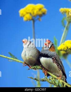 ZEBRAFINKEN Taeniopygia Guttata, paar ON BRANCH, männlichen Gesang Stockfoto