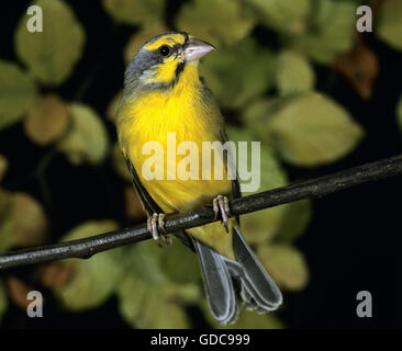 Yellow Fronted Canary, Serinus Mozambicus, Erwachsene auf Ast Stockfoto