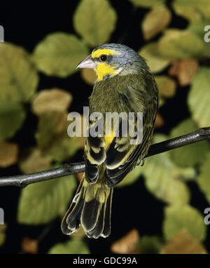 Yellow Fronted Canary, Serinus Mozambicus, Erwachsene auf Ast Stockfoto