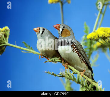 Zebrafinken, Taeniopygia Guttata, paar auf Ast Stockfoto