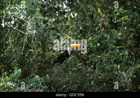 Riesentukan, Ramphastos Toco, Erwachsenen hoch im Baum, Pantanal in Brasilien Stockfoto