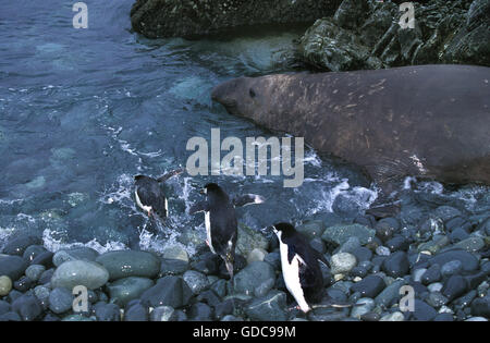 Südlichen See-Elefanten männlich, Mirounga Leonina, mit Kinnriemen Penguin, Pygoscelis Antarctica, Antarktis Stockfoto