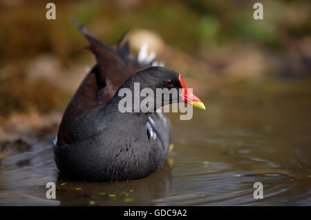 Teichhühner oder europäischen Teichhuhn, Gallinula Chloropus, Erwachsene am Teich in der Normandie Stockfoto