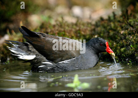 Gemeinsamen Teichhuhn oder europäischen Teichhuhn, Gallinula Chloropus, Erwachsene Trinkwasser, Teich in der Normandie Stockfoto