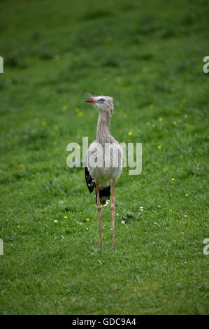 Rotbeinige Seriema, Cariama Cristata, Erwachsene auf Rasen Stockfoto