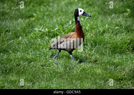 Weißen konfrontiert Pfeifen Ente Dendrocygna Viduata, Erwachsene Stockfoto