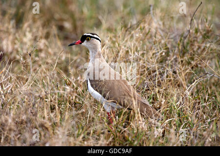 Gekrönte Kiebitz oder gekrönt Regenpfeifer, Vanellus Coronatus, Erwachsenen in Trockenrasen, Nakuru Park in Kenia Stockfoto