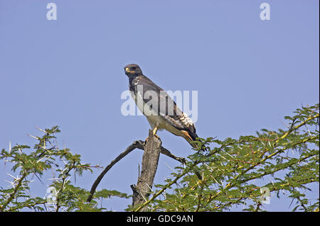 Augur Buzzard, Buteo Augur, Erwachsene auf Acacia Tree, Kenia Stockfoto