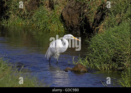 Silberreiher, Casmerodius Albus, im Wasser, Nakuru Park in Kenia Stockfoto