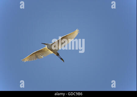 Fortgeschrittene Reiher, Egretta Garzetta, während des Fluges, Masai Mara-Park in Kenia Stockfoto