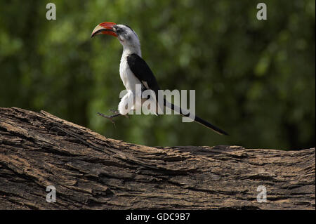 VON DER DECKEN HORNBILL Tockus Deckeni IN MASAI MARA NP IN Kenia Stockfoto